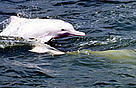  / &copy;: Lindsay Porter / WWF-Hong Kong