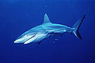 Shark / ©: Cat Holloway / WWF-Canon / ©: Cat Holloway / WWF-Canon
