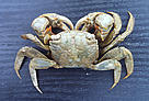  / &copy;: Joe S.Y. Lee /  WWF Hong Kong