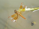 Dragonflies start emergence in spring and can been seen around freshwater ponds. / ©: Walter Poon / WWF - Hong Kong / ©: Walter Poon / WWF - Hong Kong