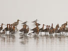  / &copy;: Angus Lau / WWF - Hong Kong