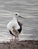  / &copy;: Neil Fifer / WWF - Hong Kong
