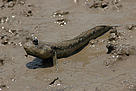 大彈塗魚 Boleophthalmus pectinirostris 生活於潮澗帶泥灘。 / ©: Leung Wai Ki / WWF - Hong Kong / ©: Leung Wai Ki / WWF - Hong Kong