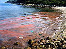  / &copy;: WWF-Hong Kong