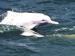  / &copy;: Lindsay Porter / WWF-Hong Kong