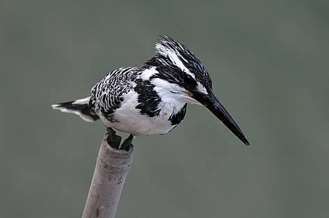 Pied Kingfisher in Mai Po / ©: Kong Fan Mak / ©: Kong Fan Mak