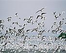 Migratory birds in Deep Bay, a Delta area.
