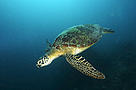 Green turtle in Sipadan, Sabah, Malaysia / &copy;: Adam Minu