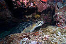 Green turtle in North Sulawesi, Indonesia / &copy;: Adam Minu