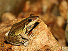Summer evening is the best time to hear Frogs call. / ©: Patrick Ho / WWF - Hong Kong / ©: Patrick Ho / WWF - Hong Kong