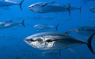  / &copy;: Brian J. Skerry / National Geographic Stock / WWF