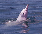Chinese White Dolphin