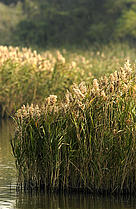  / &copy;: Rubin Chua / WWF - Hong Kong
