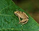 Romer's tree frog