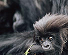 naturepl_com_Bruce Davidson_WWF