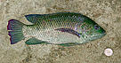 福壽魚 Oreochromis spp.是米埔基圍內數量最多的魚類。 / ©: WWF - Hong Kong / ©: WWF - Hong Kong