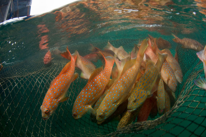 WWF Hong Kong HKU led research finds at least 20 popular grouper