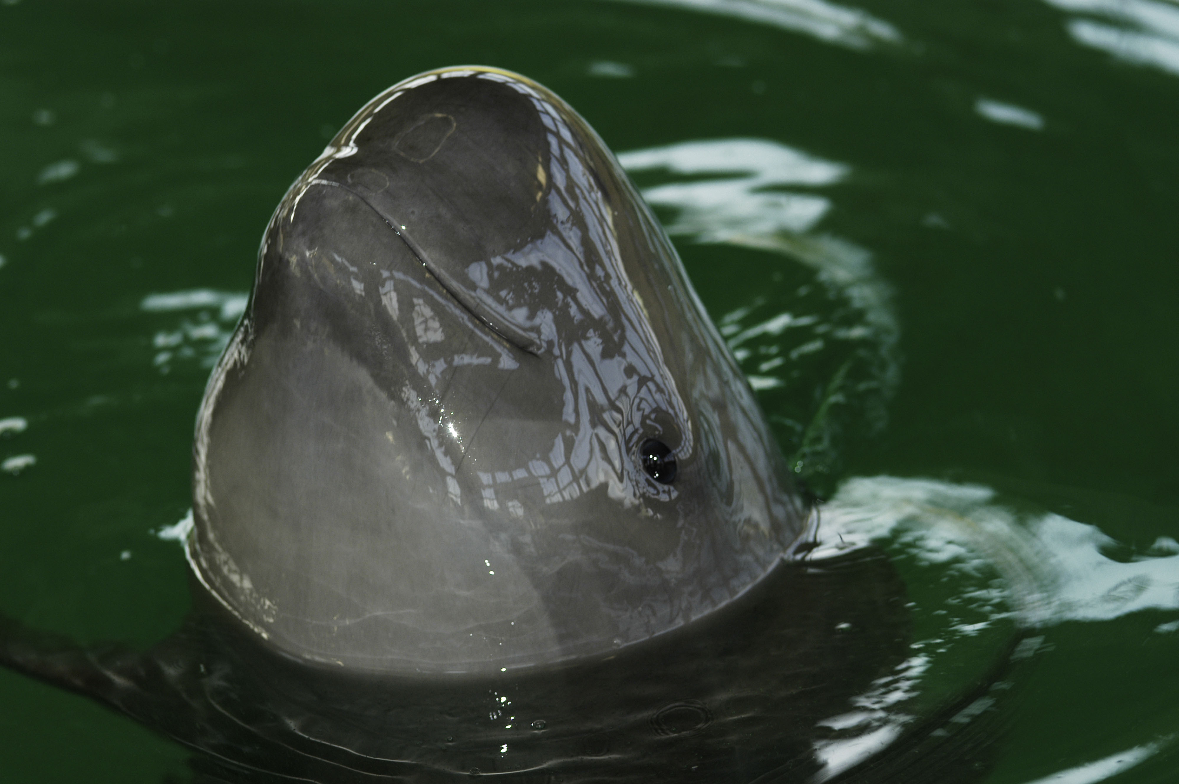 它和「海豚」的样子有几分相似