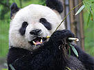  / &copy;: WWF-Hong Kong