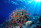 Coral Triangle / ©: Cat Holloway / WWF-Canon / ©: Cat Holloway / WWF-Canon