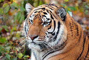 「助養」瀕危野生動物 / ©: Vladimir Filonov / WWF-Canon Panthera tigris altaica L., Amur tiger in the rehabilitation center of the wild animals ... / ©: Vladimir Filonov / WWF-Canon