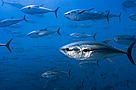  / &copy;: Brian J. Skerry / National Geographic Stock / WWF