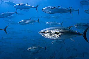  / &copy;: Brian J. Skerry / National Geographic Stock / WWF