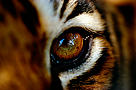 Close-up of the eye of a captive Bengal tiger, (Panthera tigris tigris or Panthera tigris ... / &copy;: National Geographic Stock/ Michael Nicols / WWF