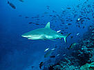 Carcharhinus amblyrhynchos, Grey reef shark. Curious and territorial, Grey reef sharks are among ... / ©: Cat Holloway / WWF-Canon Carcharhinus amblyrhynchos, Grey reef shark. Curious and territorial, Grey reef sharks are among ... / ©: Cat Holloway / WWF-Canon