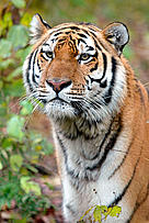  / &copy;: Vladimir Filonov / WWF-Canon