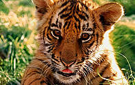  / &copy;: Martin Harvey / WWF-Canon