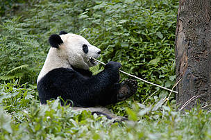 Giant Panda / ©: Bernard De Wetter / WWF-Canon / ©: Bernard De Wetter / WWF-Canon