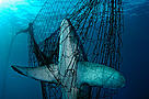 A Thresher shark (Alopias vulpinus) is fatally caught in a fishing net, Mexico. / ©: Brian J. Skerry / National Geographic Stock / WWF A Thresher shark (Alopias vulpinus) is fatally caught in a fishing net, Mexico. / ©: Brian J. Skerry / National Geographic Stock / WWF