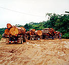  / &copy;: Gerald S. Cubitt / WWF-Canon