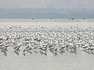  / &copy;: Sze Wong / WWF - Hong Kong